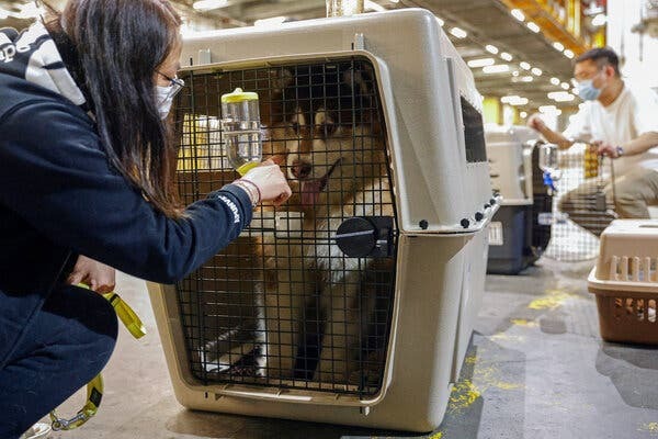 Pet Documents